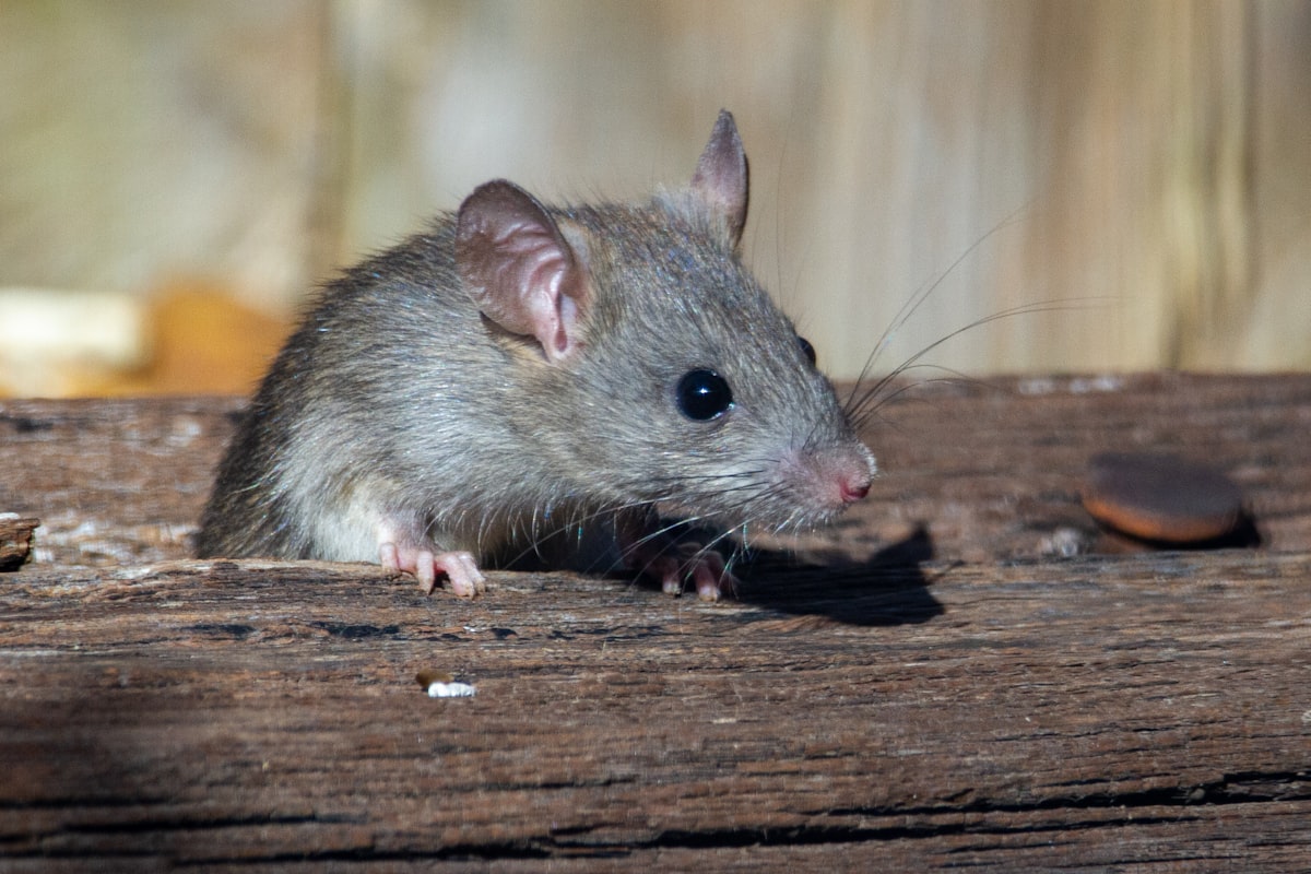 A roof rat peeks out from the railroad ties. related to Effective Methods to Prevent Mice in Your Sleeping Area