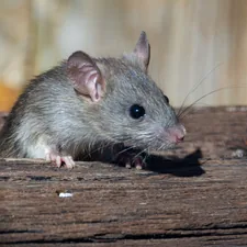A roof rat peeks out from the railroad ties. related to Effective Methods to Prevent Mice in Your Sleeping Area