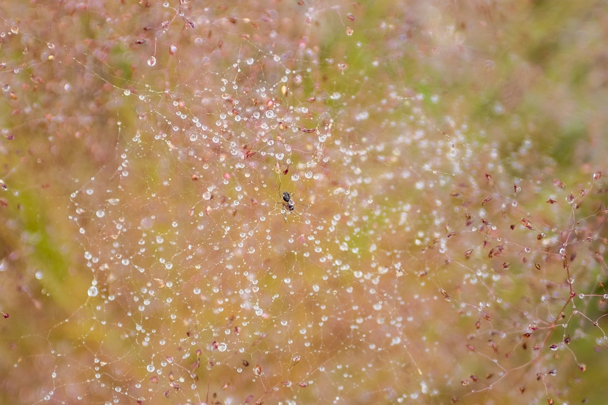 a small bird sitting on top of a grass covered field related to Understanding Bed Bugs: A Comprehensive Guide en Español