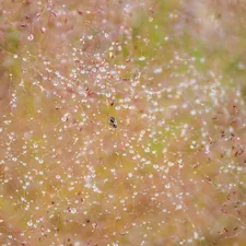 a small bird sitting on top of a grass covered field related to Understanding Bed Bugs: A Comprehensive Guide en Español