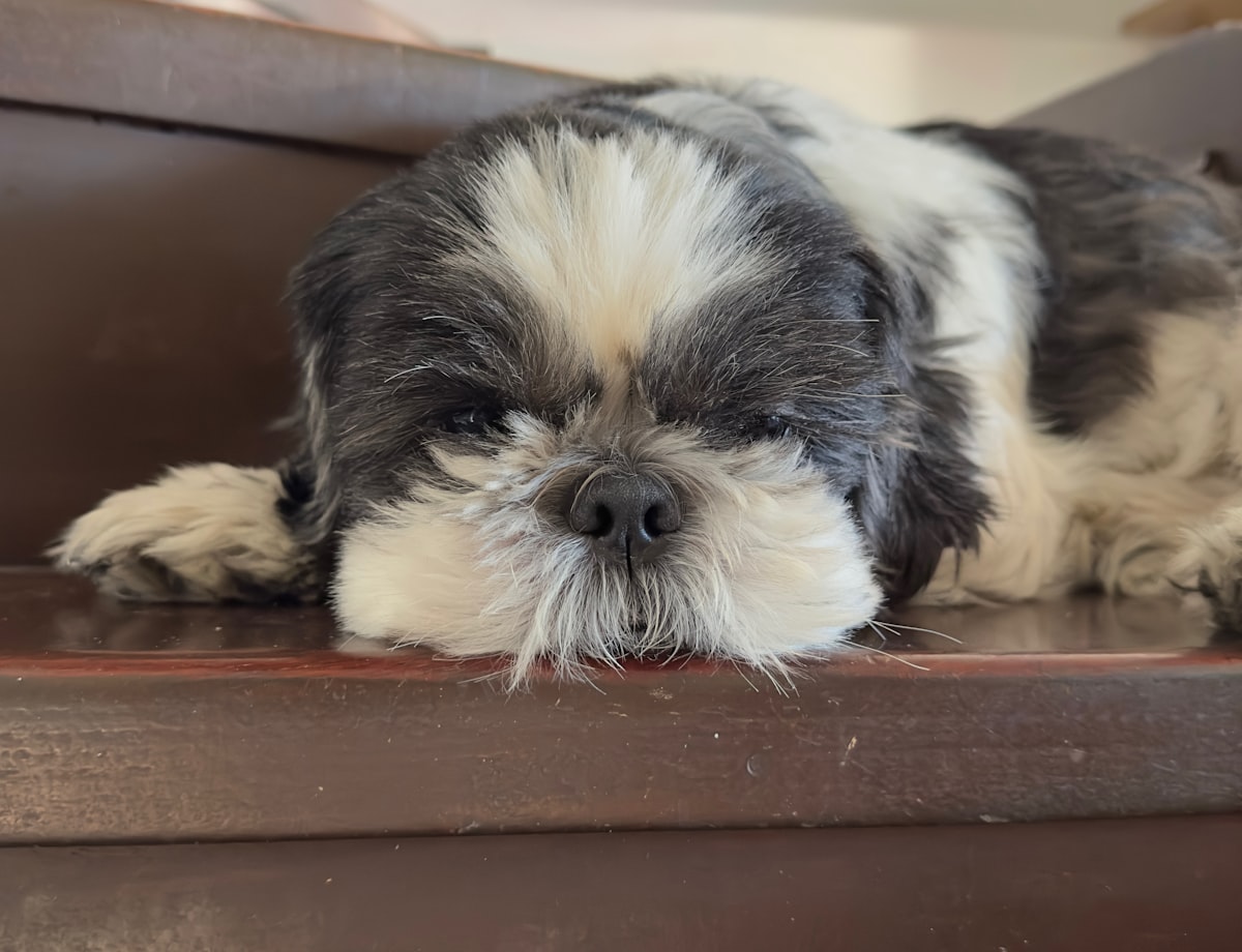a small black and white dog laying on top of a wooden floor related to Elevate Your Pet's Sleep: Pet Steps for Bed