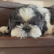 a small black and white dog laying on top of a wooden floor related to Elevate Your Pet's Sleep: Pet Steps for Bed