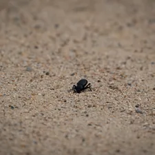 A small black beetle on sandy ground related to The Unseen Threat: Understanding Black Bed Bugs