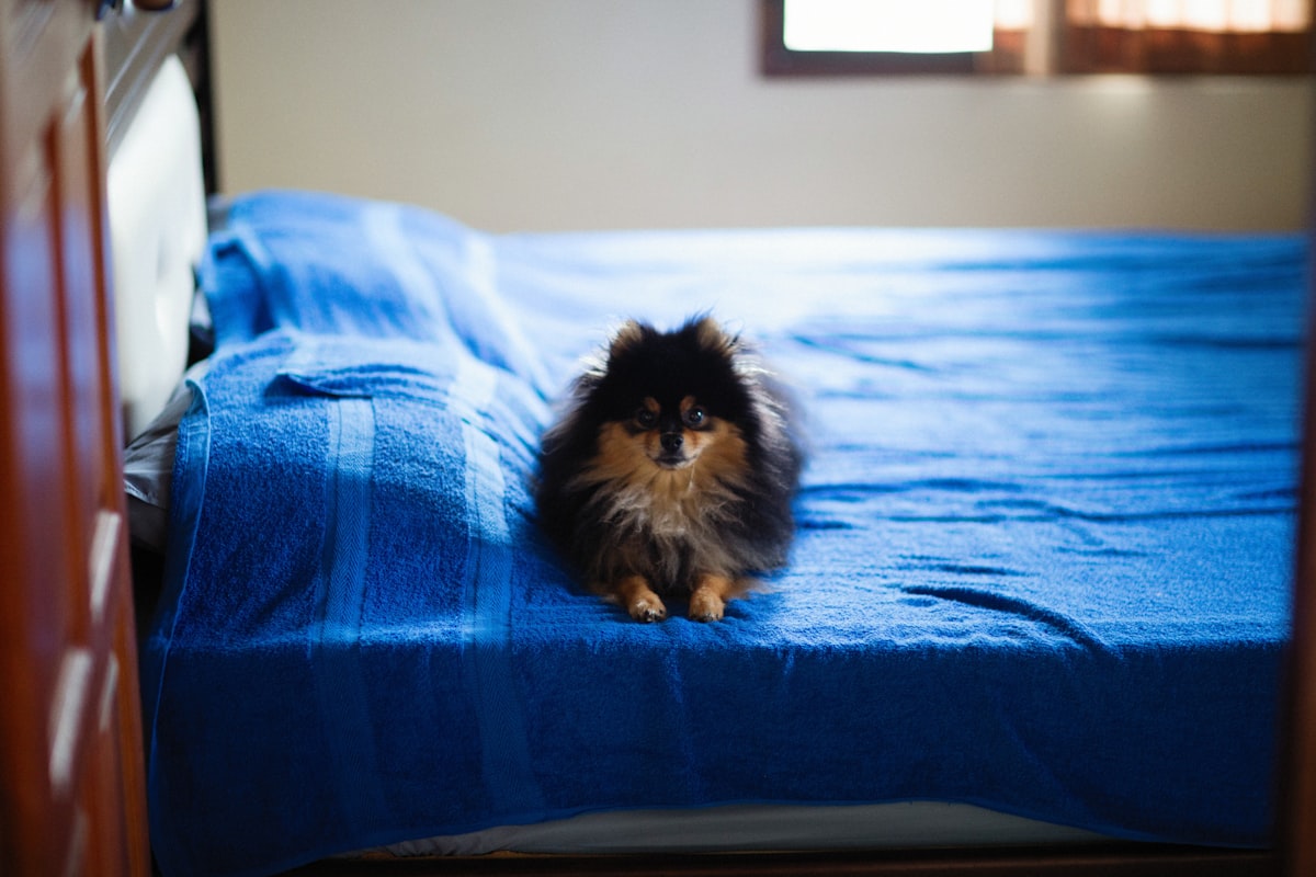 a small brown and black dog sitting on a blue bed related to Snuggle in Sweetness: Discover the Comfort of Pom-Pom Bedding