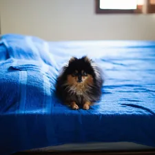 a small brown and black dog sitting on a blue bed related to Snuggle in Sweetness: Discover the Comfort of Pom-Pom Bedding