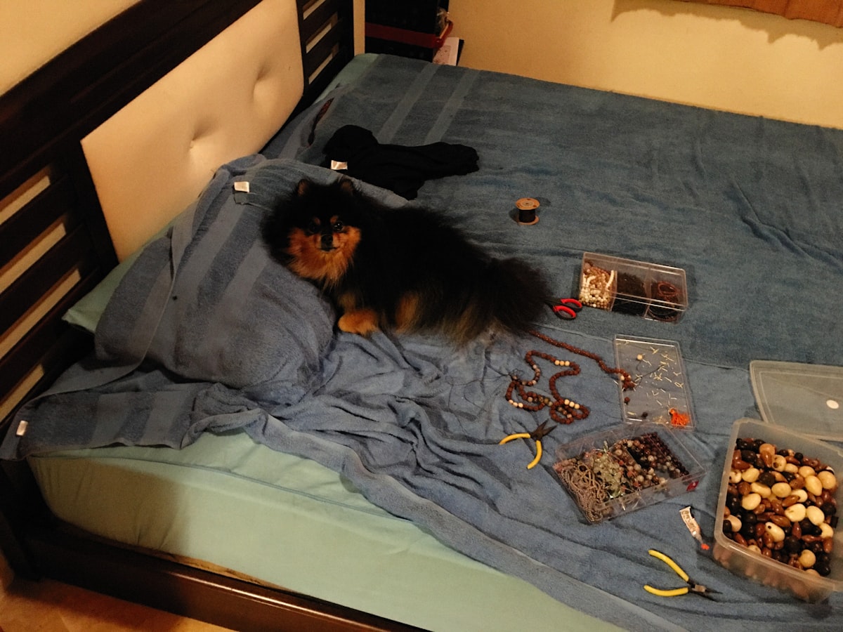 a small dog laying on top of a bed related to Exploring the Best of Bed Bath & Beyond: A Dive into SodaStream Offerings