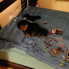 a small dog laying on top of a bed related to Exploring the Best of Bed Bath & Beyond: A Dive into SodaStream Offerings