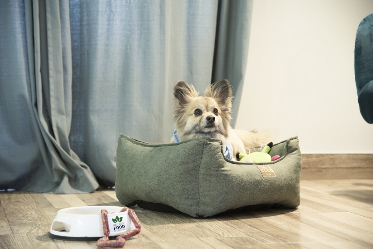a small dog sitting in a dog bed on the floor related to 10 Reasons to Invest in a High-Quality Small Dog Bed