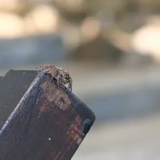 A small insect rests on a wooden surface. related to Enhance Your Bedroom with a Stylish Foot of the Bed Bench