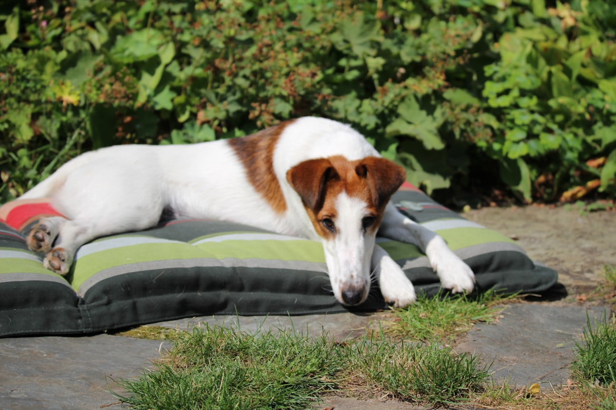 A smooth fox terrier rests on a striped cushion outdoors. related to Cozy Up with Your Furry Friend: The Ultimate LL Bean Dog Bed Guide