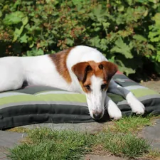 A smooth fox terrier rests on a striped cushion outdoors. related to Cozy Up with Your Furry Friend: The Ultimate LL Bean Dog Bed Guide