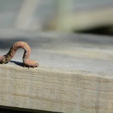 a snail on a wood surface related to Creating a Sustainable Worm Bed