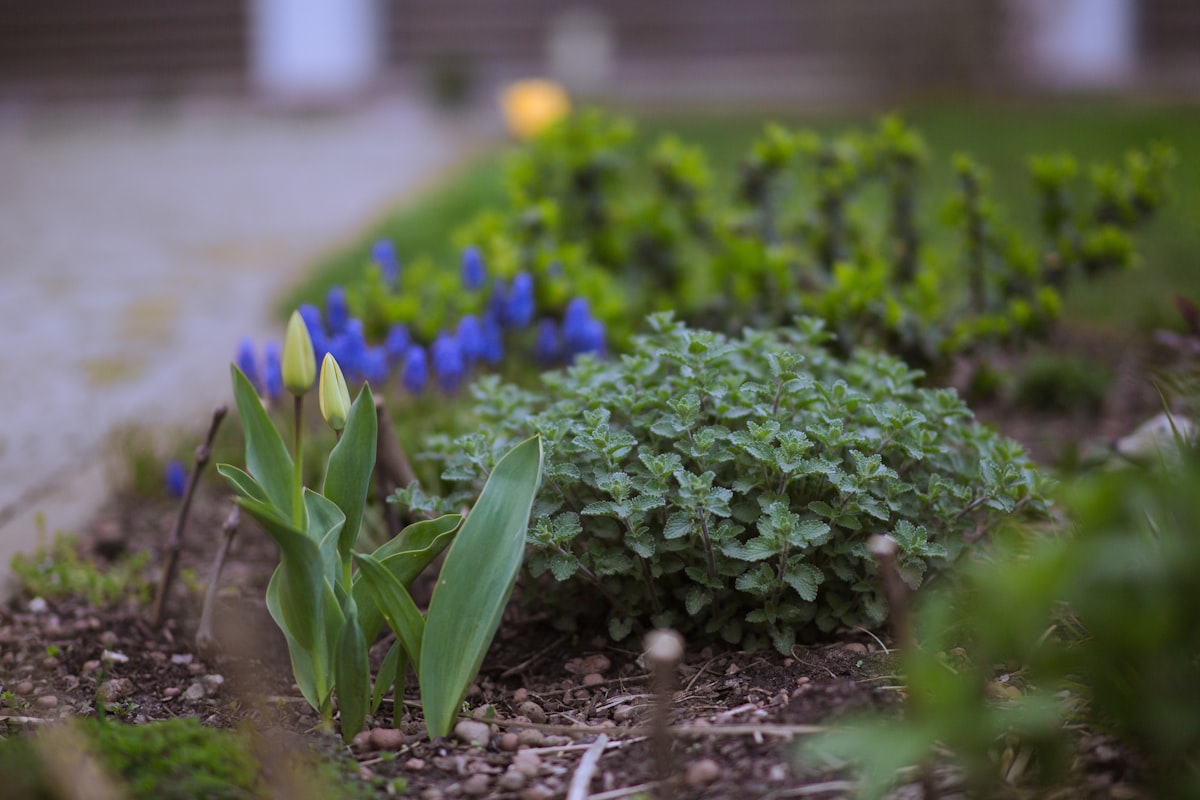 A spring flower bed with blue muscari and young tulip shoots in soft natural light. related to Creating Stunning Hosta Flower Beds