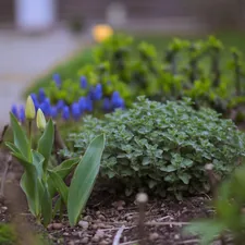 A spring flower bed with blue muscari and young tulip shoots in soft natural light. related to Creating Stunning Hosta Flower Beds