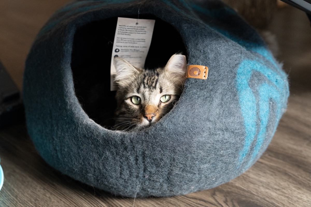 A tabby cat peeking out of a felt cat bed. related to Snoozer Cozy Cave Pet Bed: The Ultimate Comfort for Your Furry Friend