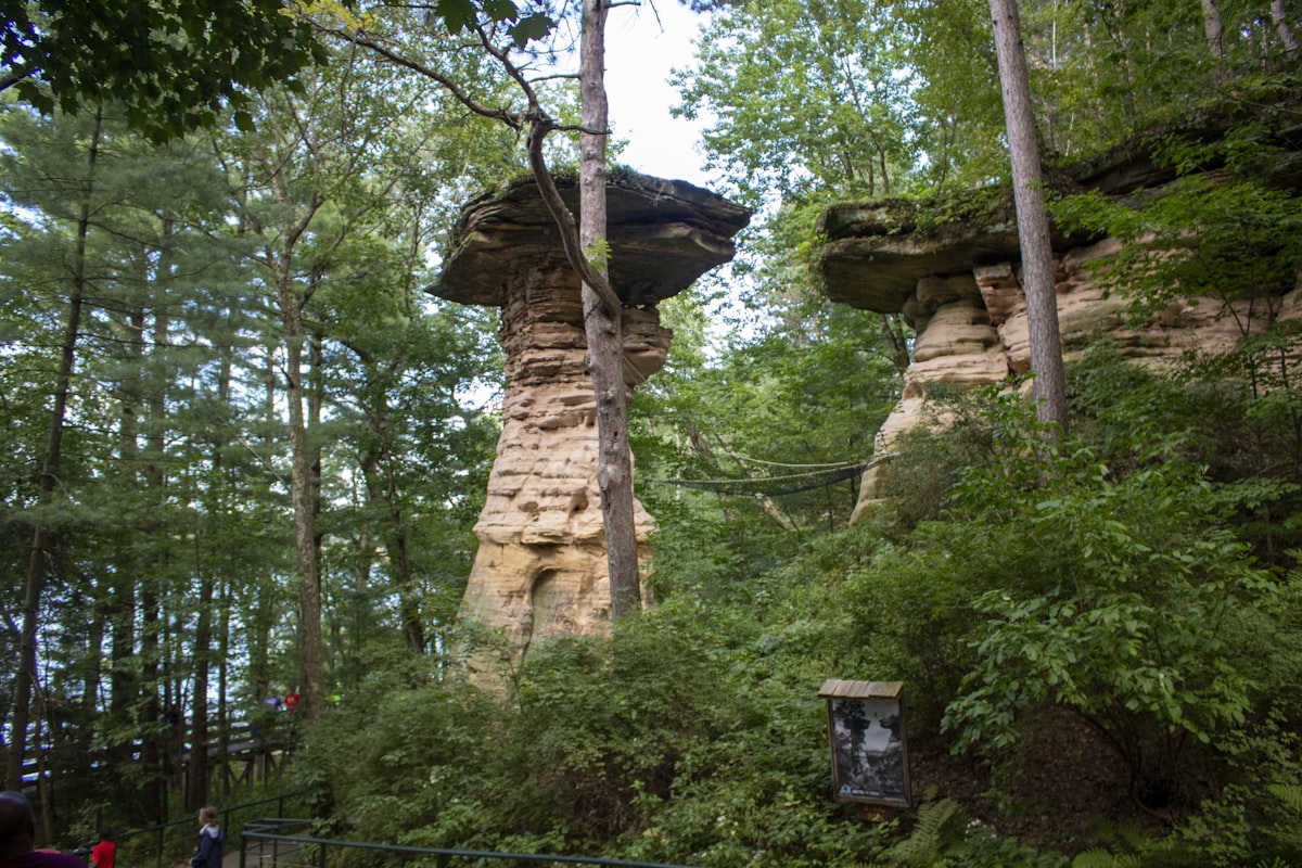 a tree with a large trunk related to Top Wisconsin Dells Bed and Breakfasts for a Cozy Getaway