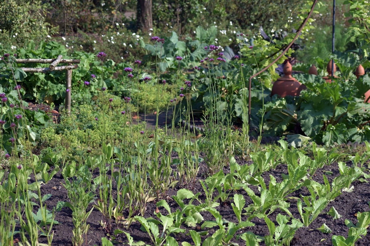 A vegetable garden (Holland - biodiversity) related to Transforming Your Outdoor Space with Lush Garden Beds
