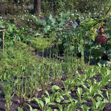 A vegetable garden (Holland - biodiversity) related to Transforming Your Outdoor Space with Lush Garden Beds
