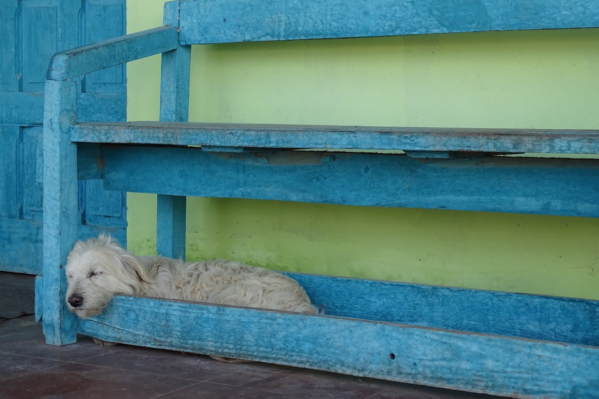A white dog laying on top of a blue bench related to Ultimate Dog Bunk Beds: Pawsome Pairings for Your Canine Companions