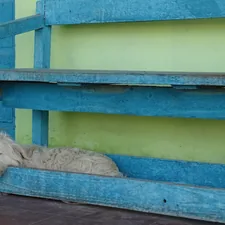 A white dog laying on top of a blue bench related to Ultimate Dog Bunk Beds: Pawsome Pairings for Your Canine Companions