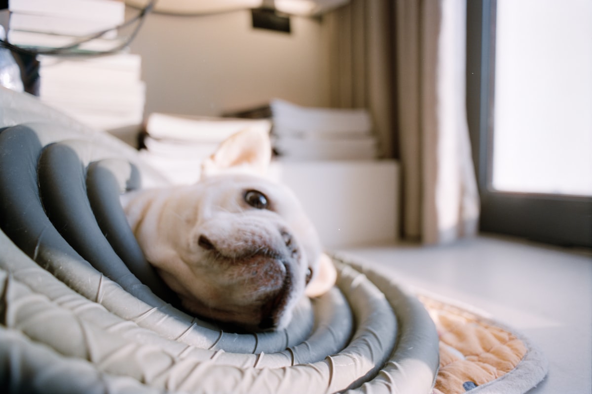 A white dog resting on a comfortable bed. related to Electric Heated Dog Bed for Cold Weather Comfort