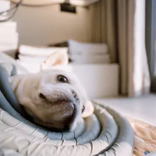 A white dog resting on a comfortable bed. related to Electric Heated Dog Bed for Cold Weather Comfort