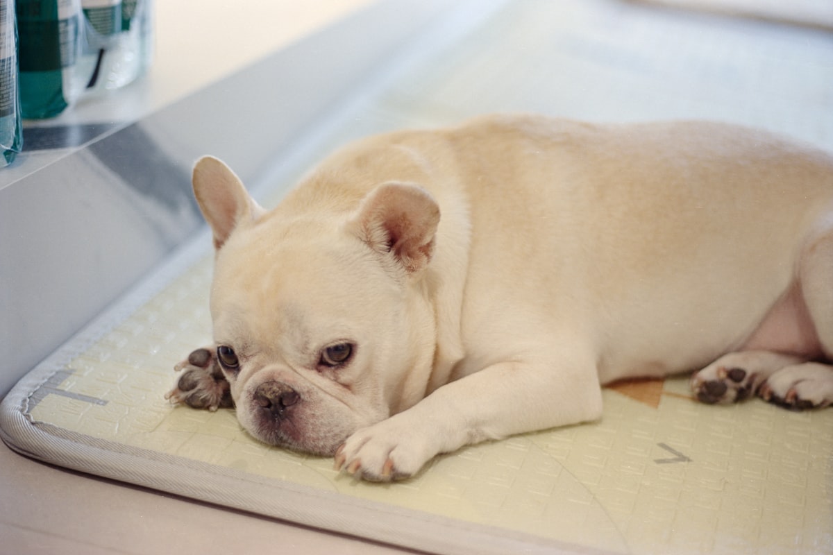 A white french bulldog is resting on a pad. related to Beat the Heat: The Ultimate Guide to Dog Cooling Beds