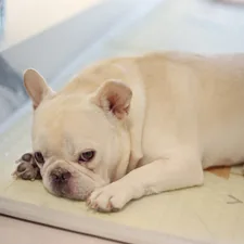 A white french bulldog is resting on a pad. related to Beat the Heat: The Ultimate Guide to Dog Cooling Beds