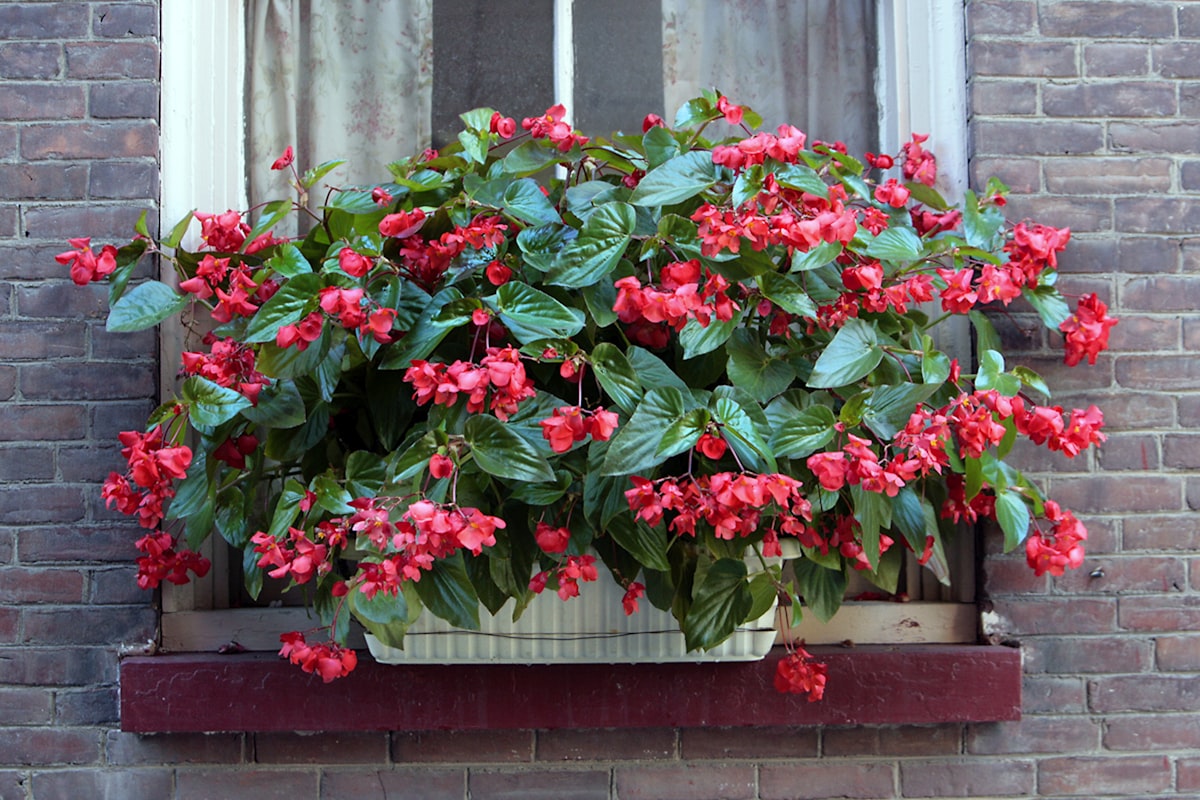 a window sill filled with red flowers next to a brick wall related to DIY Window Box Valance