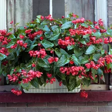 a window sill filled with red flowers next to a brick wall related to DIY Window Box Valance
