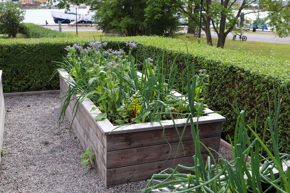 A wooden planter box filled with green plants. related to Building Your Dream Garden with DIY Raised Beds