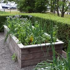A wooden planter box filled with green plants. related to Building Your Dream Garden with DIY Raised Beds