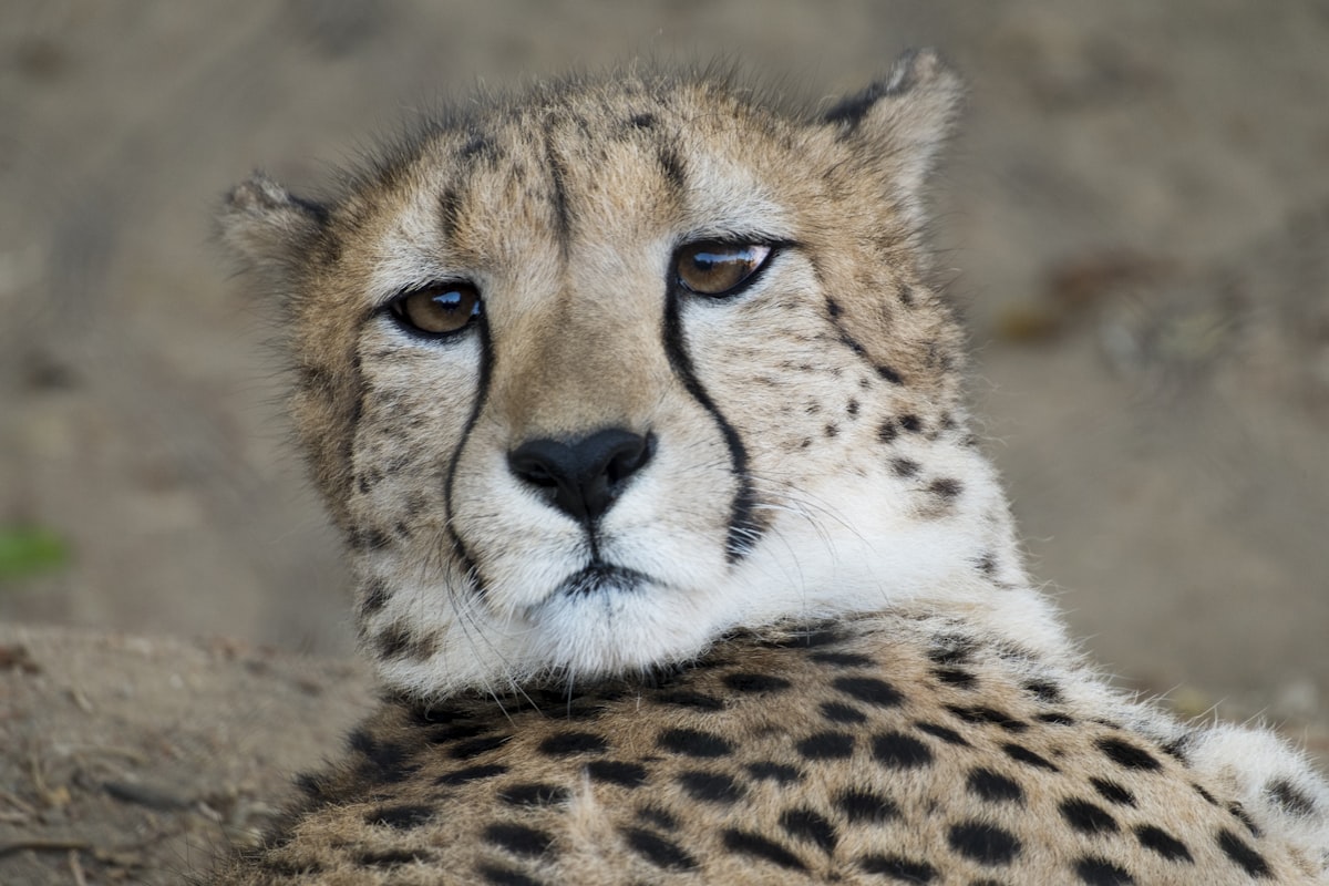 adult cheetah related to Transform Your Bedroom with a Cheetah-Inspired Bed Set