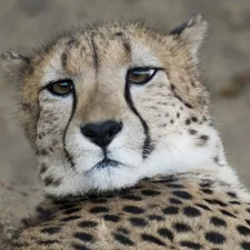 adult cheetah related to Transform Your Bedroom with a Cheetah-Inspired Bed Set