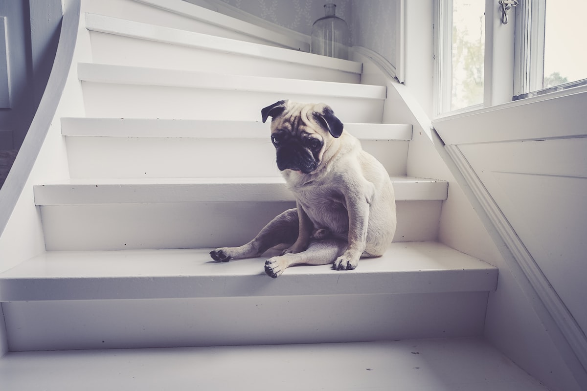 adult fawn pug sitting on staircase related to Why Dog Stairs for Bed Are a Must-Have for Your Furry Friend