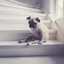 adult fawn pug sitting on staircase related to Why Dog Stairs for Bed Are a Must-Have for Your Furry Friend