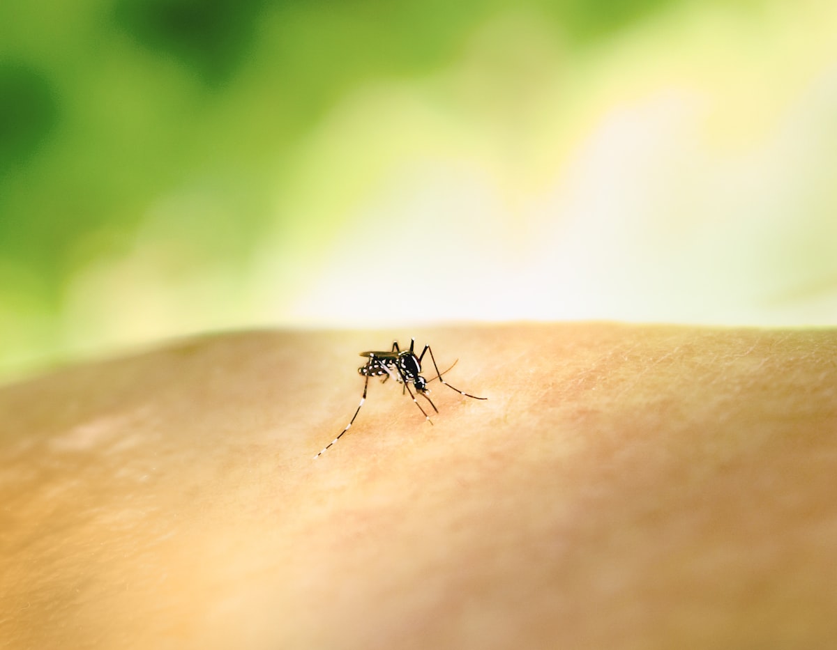 Aedes Mosquito Bite by an Aedes mosquito. This species can transmit multiple diseases. Credit: NIAID https://www.flickr.com/photos/niaid/53043229004/ related to The Itchy Truth About Bed Bug Bites: What You Need to Know