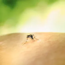 Aedes Mosquito Bite by an Aedes mosquito. This species can transmit multiple diseases. Credit: NIAID https://www.flickr.com/photos/niaid/53043229004/ related to The Itchy Truth About Bed Bug Bites: What You Need to Know