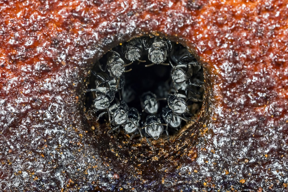 Australian native bees at the entrance to their hive. These bees are very small, about half the size of a house fly and do not have a sting. The hive is man made, hence the neat round hole. related to The Life Cycle of Bed Bug Larvae: What You Need to Know