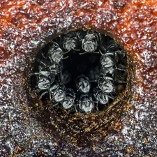 Australian native bees at the entrance to their hive. These bees are very small, about half the size of a house fly and do not have a sting. The hive is man made, hence the neat round hole. related to The Life Cycle of Bed Bug Larvae: What You Need to Know
