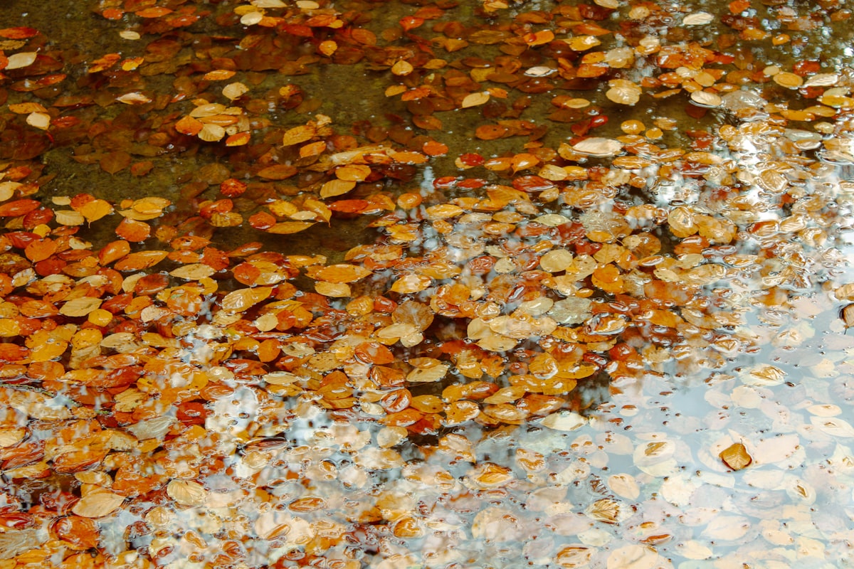 Autumn leaves floating on the water's surface. related to Effective Solutions for Maintaining Your Bed Surface
