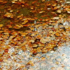 Autumn leaves floating on the water's surface. related to Effective Solutions for Maintaining Your Bed Surface