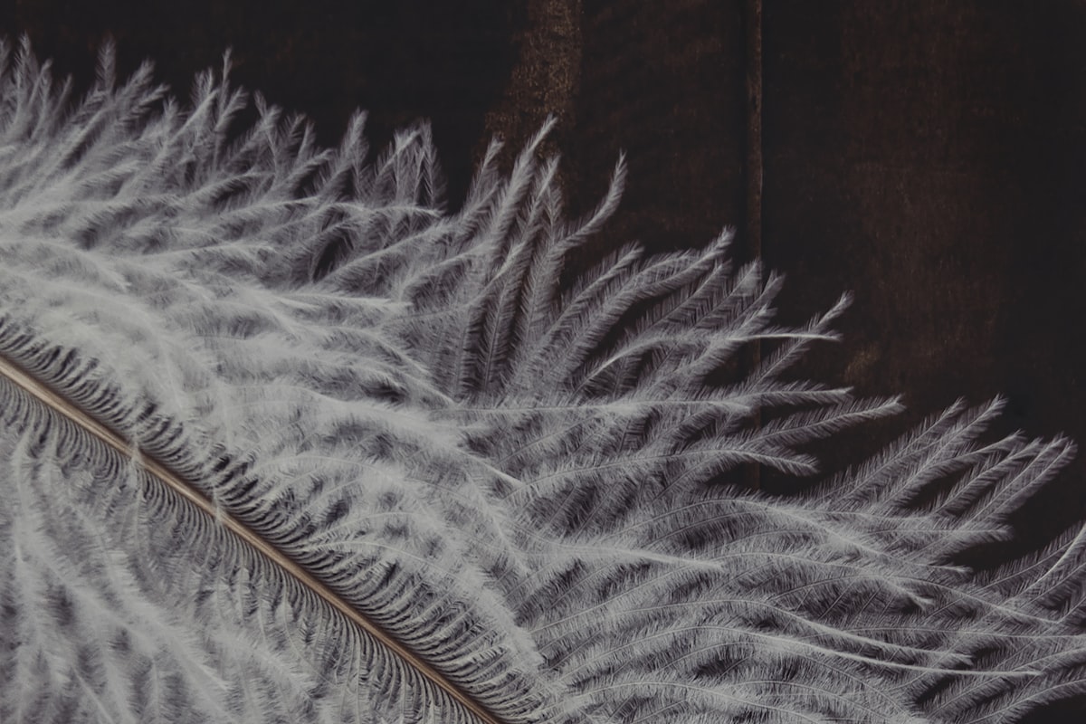 Birds of a _______________ related to Slumber in Style: The Ultimate Guide to Feather Bedding Sets