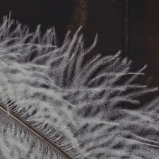 Birds of a _______________ related to Slumber in Style: The Ultimate Guide to Feather Bedding Sets