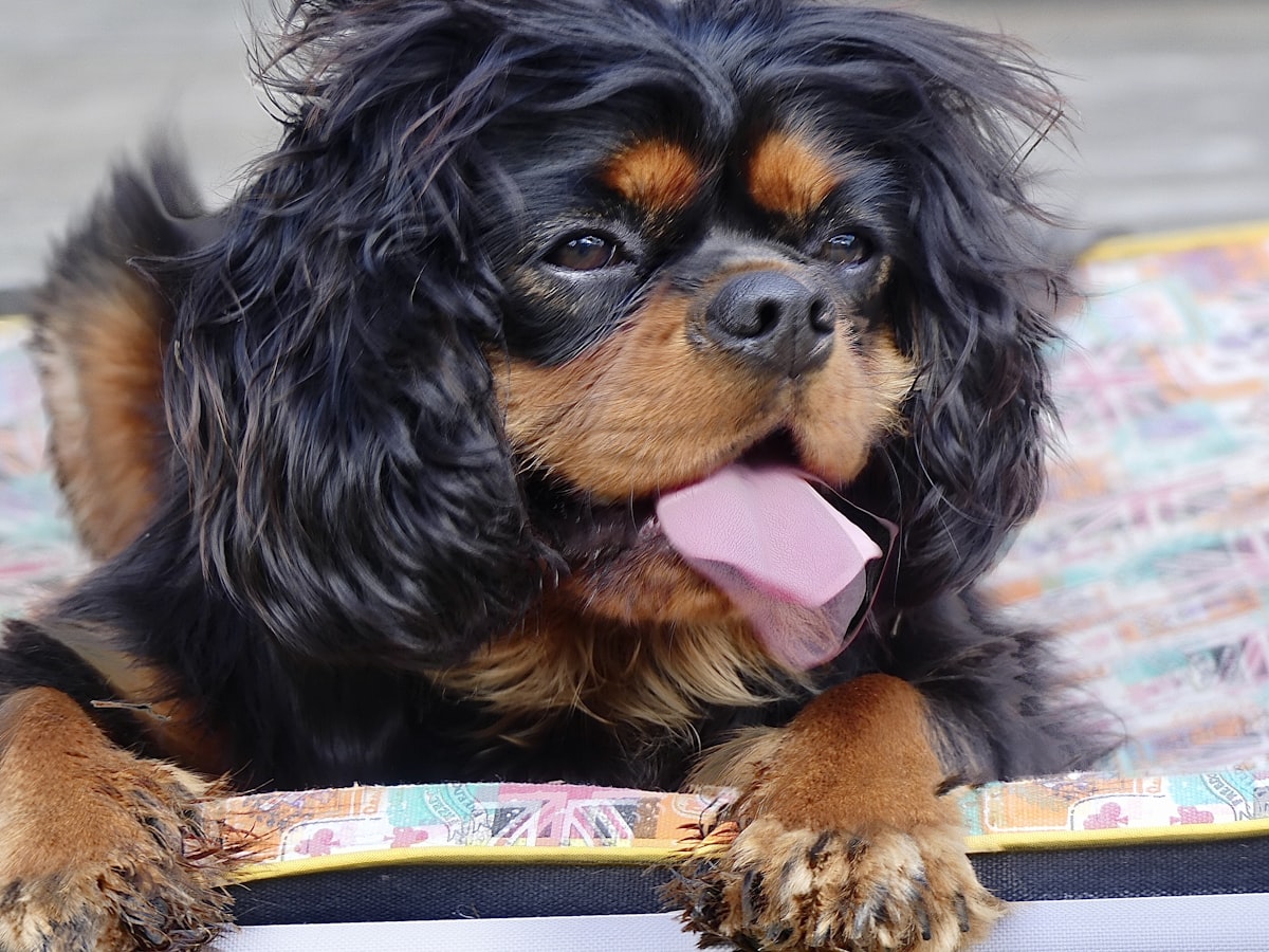 black and brown long coated small dog related to Beat the Heat: The Ultimate Guide to Dog Cooling Beds