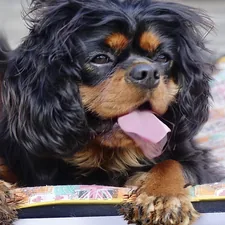 black and brown long coated small dog related to Beat the Heat: The Ultimate Guide to Dog Cooling Beds