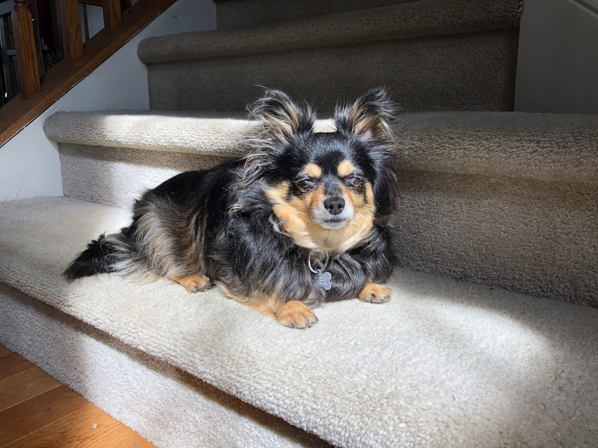 black and brown long coated small dog on white textile related to Elevate Your Pup's Comfort: The Ultimate Guide to Doggie Steps for Bed