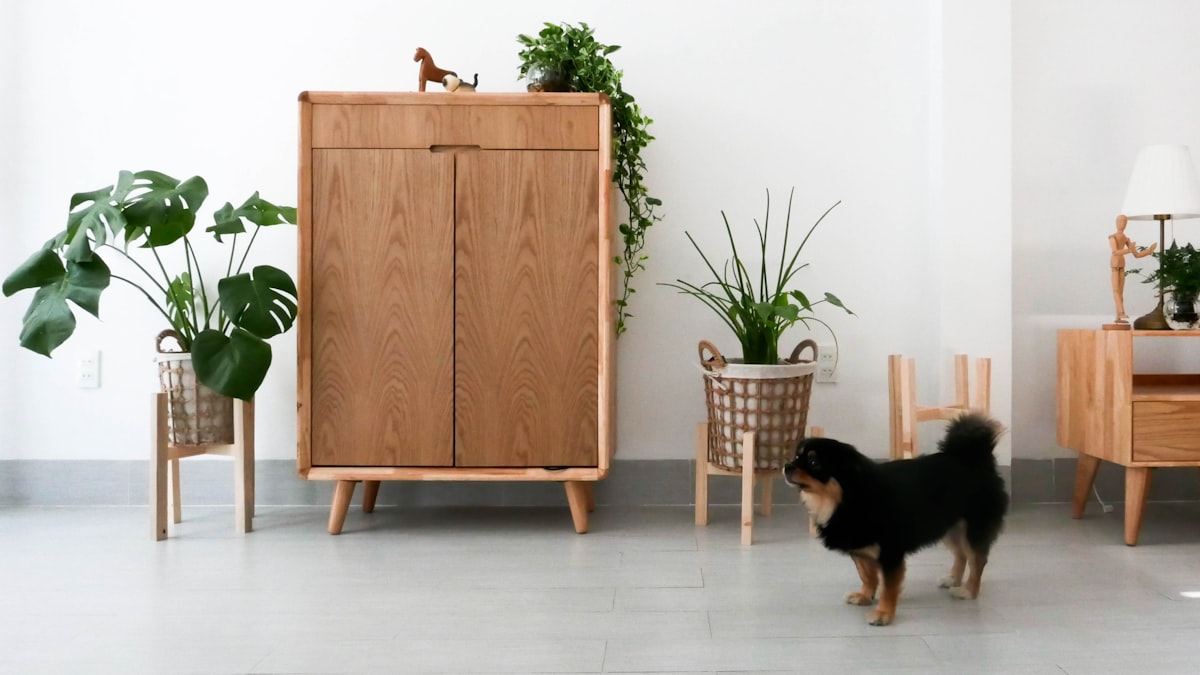 black and brown short coated dog sitting on brown wooden chair related to Danish Modern Sideboard