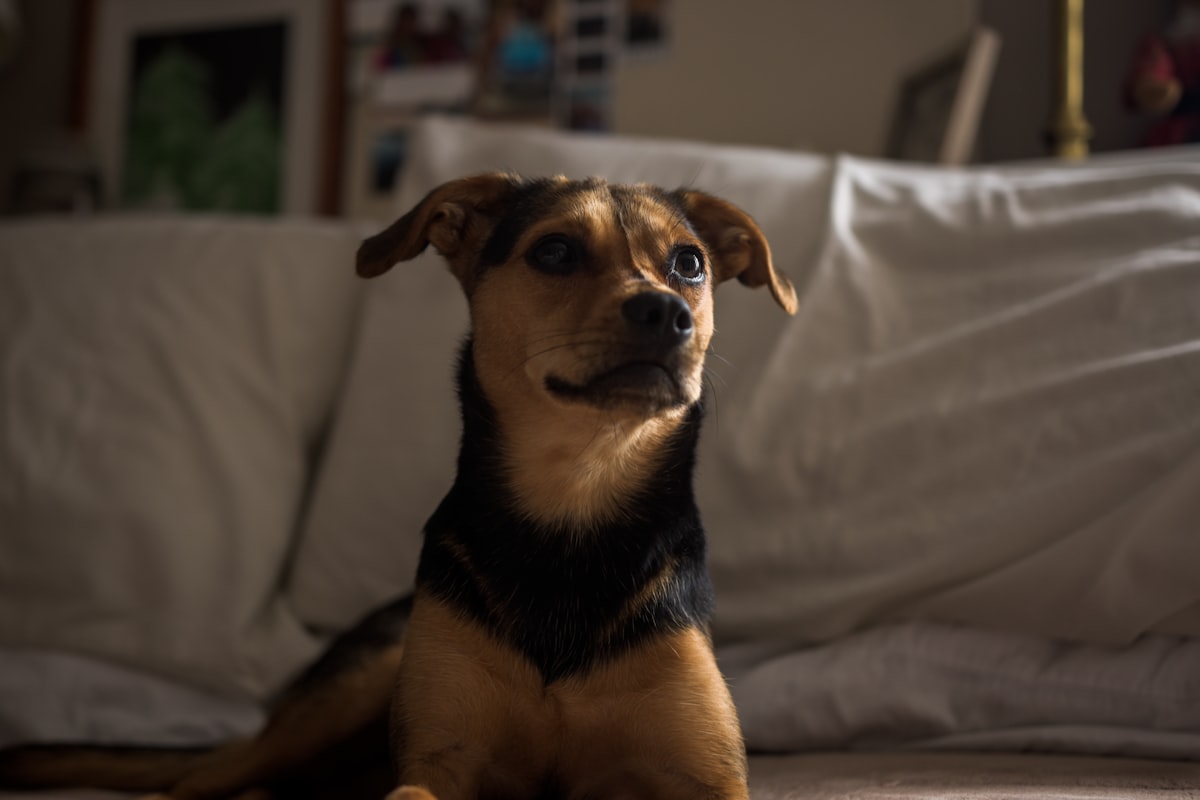 black and tan short coat small dog on bed related to Expert Bed Bug Detection with Canine Assistance