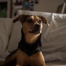 black and tan short coat small dog on bed related to Expert Bed Bug Detection with Canine Assistance